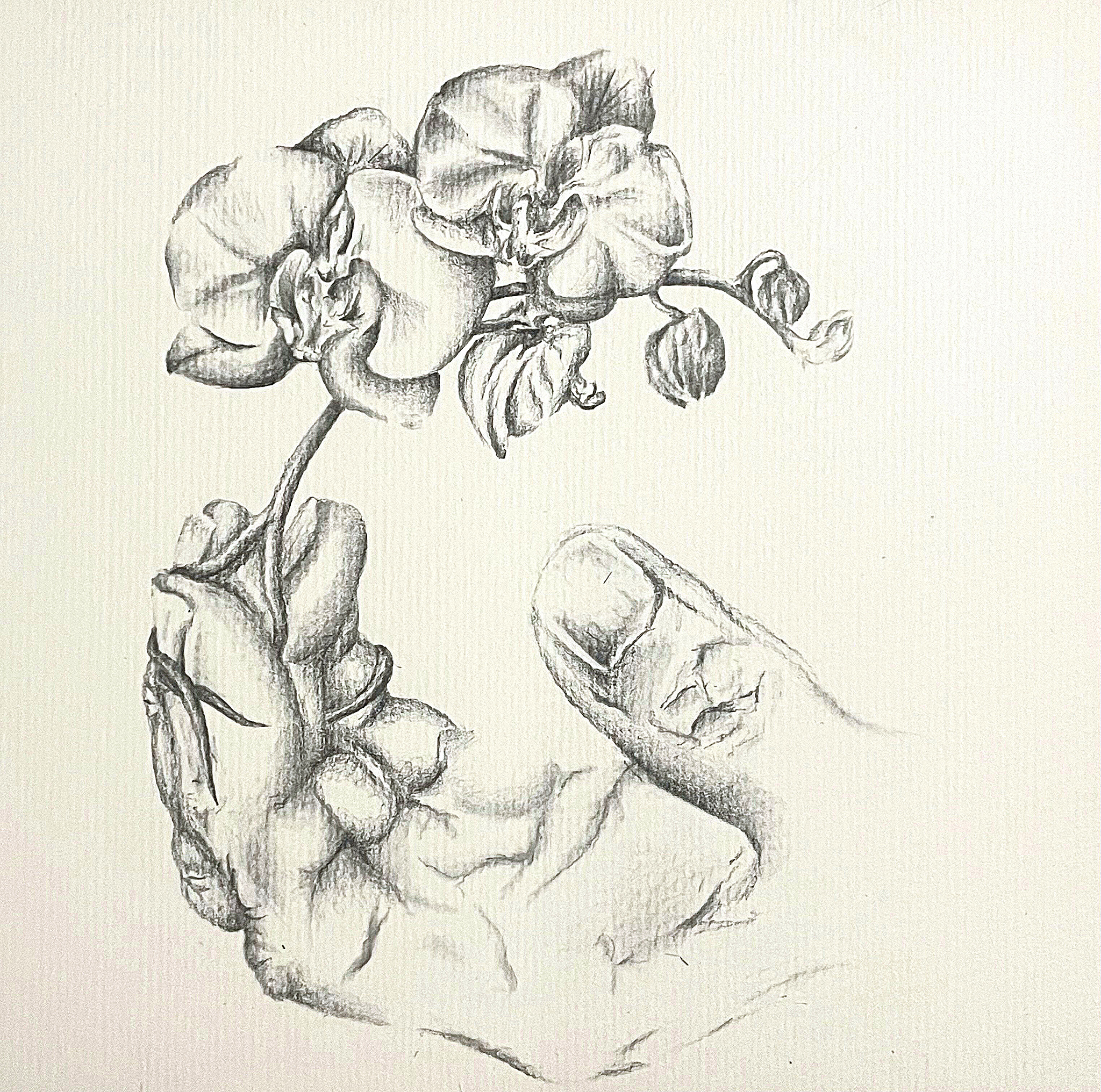 Orchid from her hands